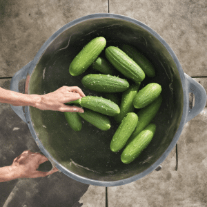 Washing the Cucumbers